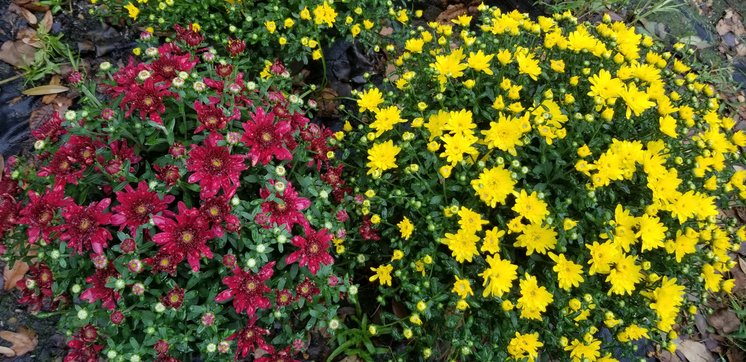 Do Mums Come Back Every Year? Zimlich's Patio & Garden