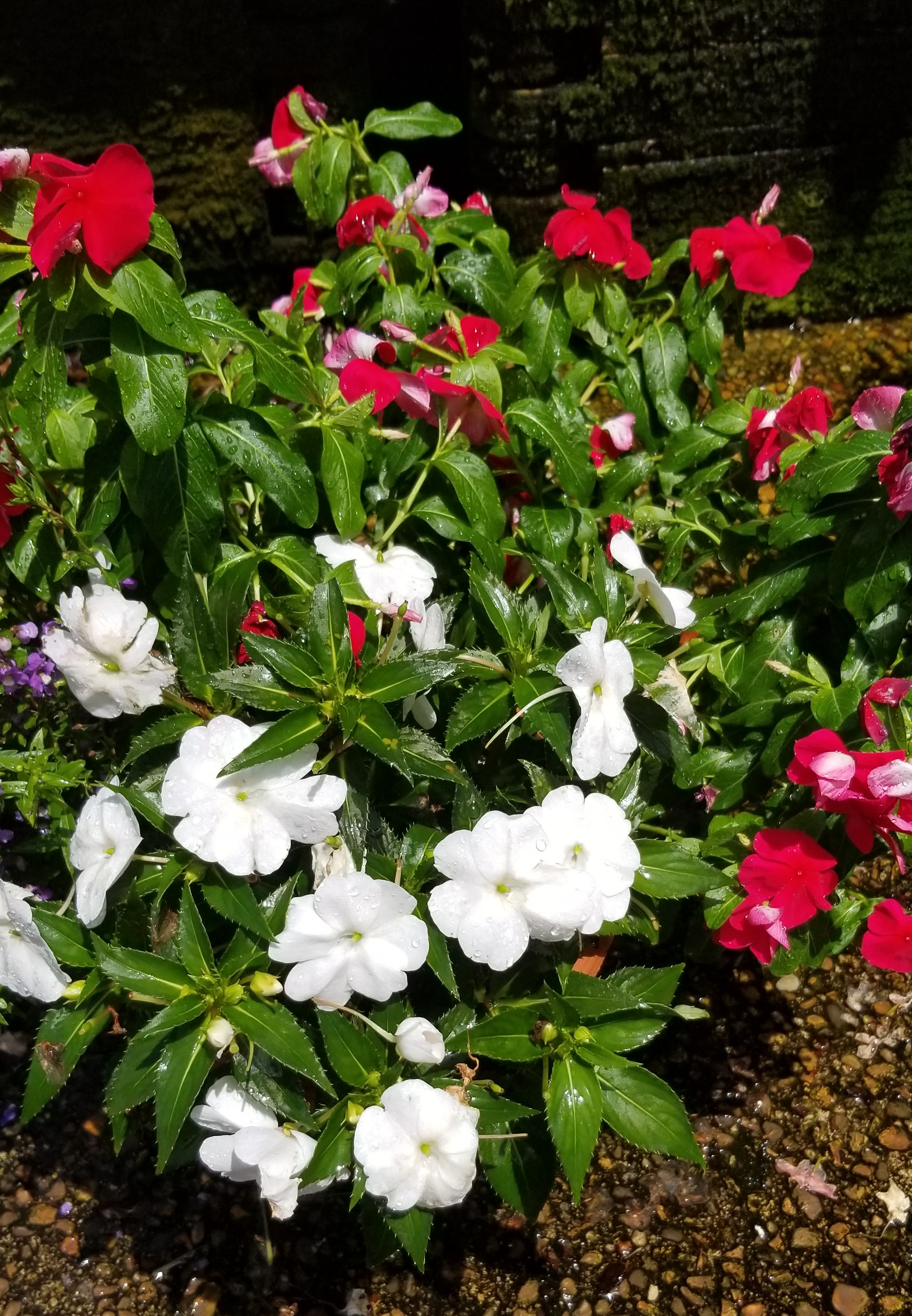 Baskets & Containers Zimlich's Patio & Garden