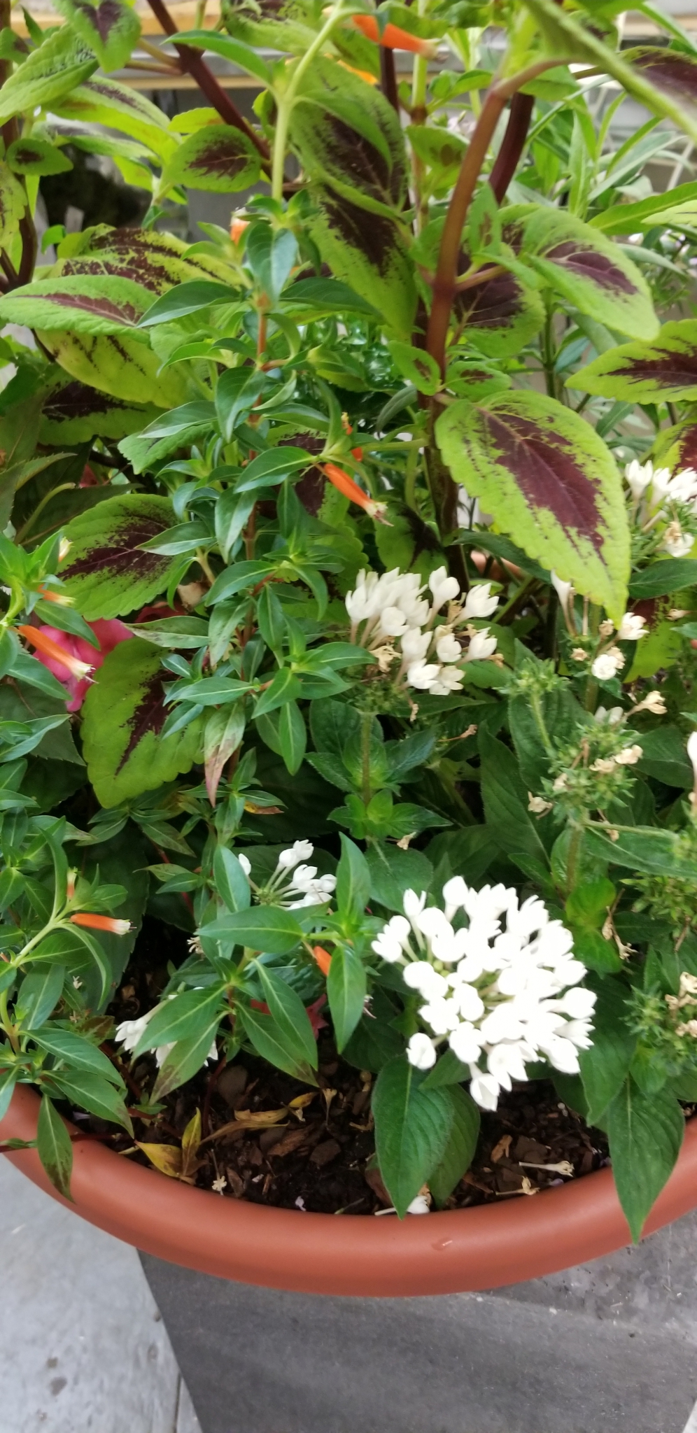 Current Events Zimlich's Patio & Garden