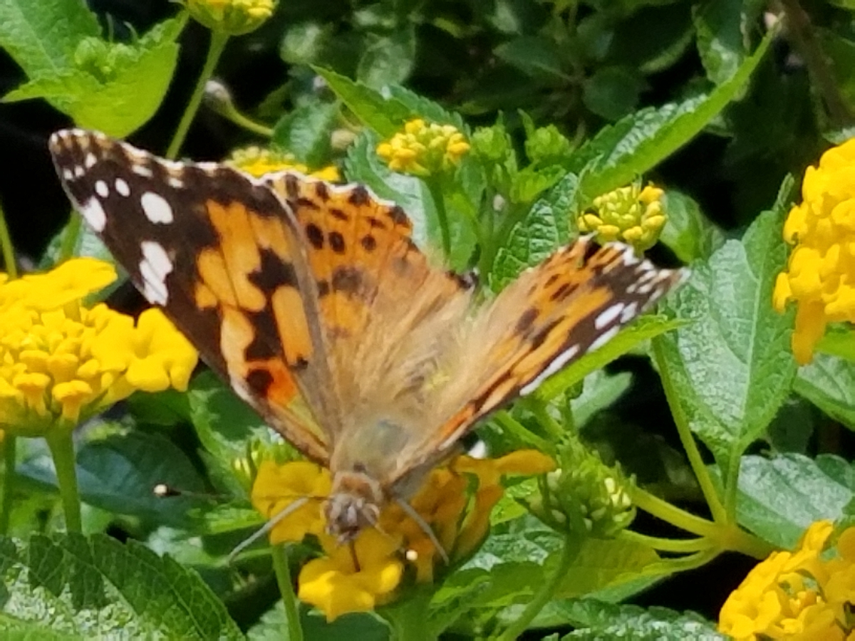 Current Events Zimlich's Patio & Garden