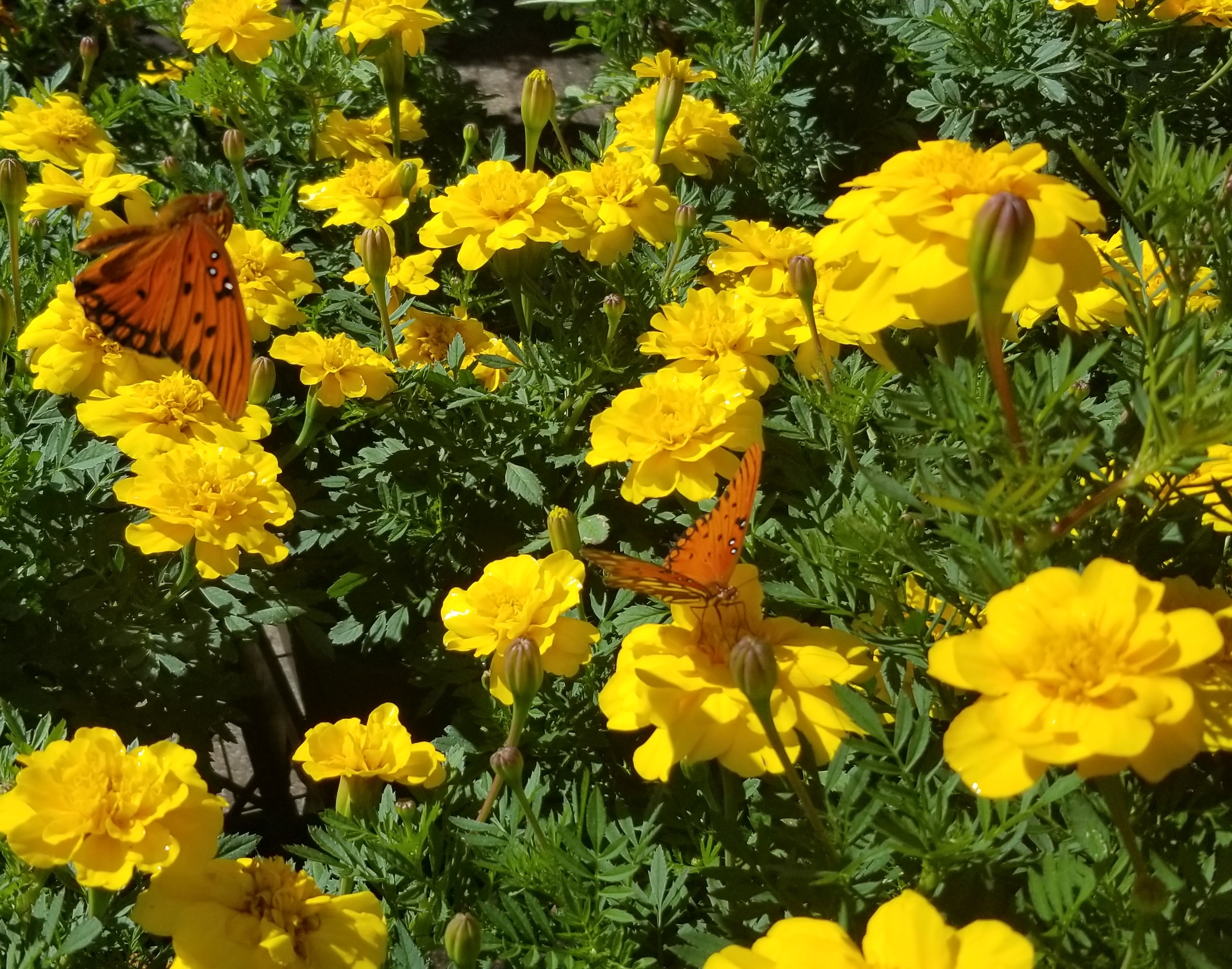 The Monarch Butterflies say, to the Garden Center for Your Marigolds.” Zimlich's Patio