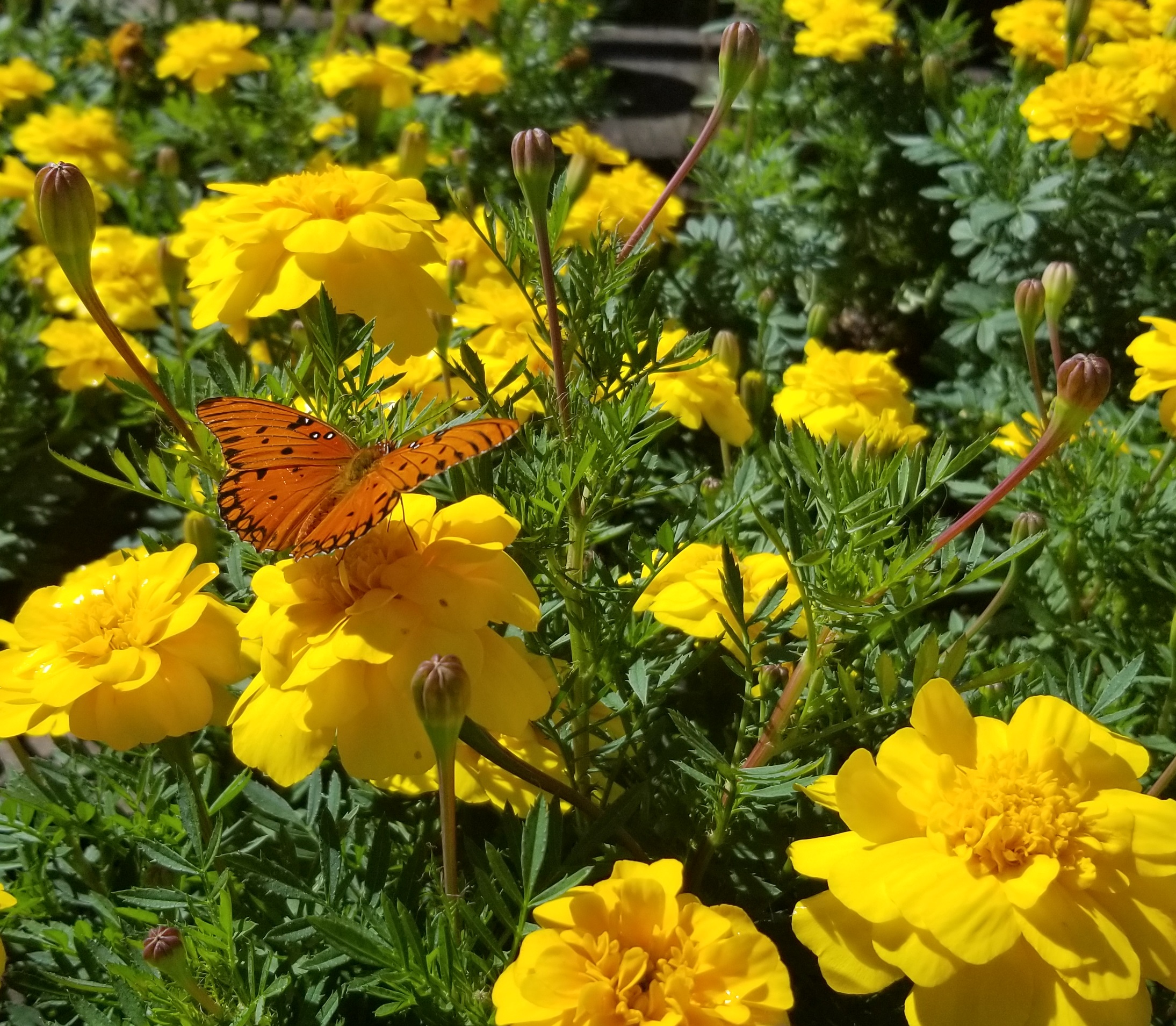 The Monarch Butterflies say, to the Garden Center for Your