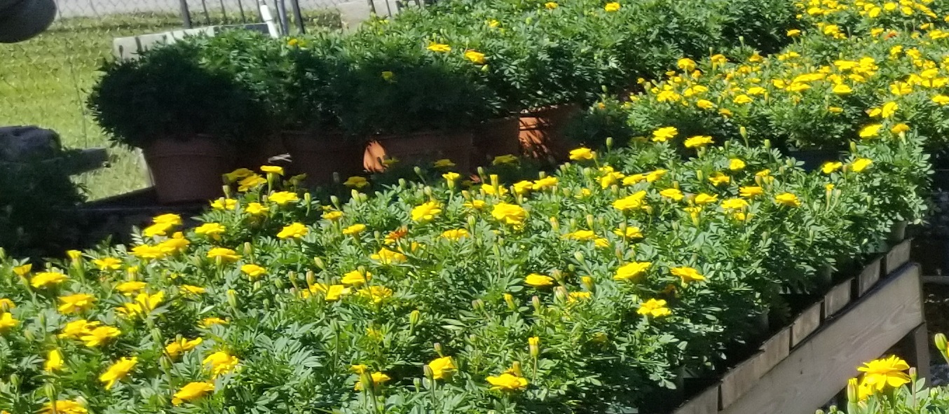 The Monarch Butterflies say, to the Garden Center for Your