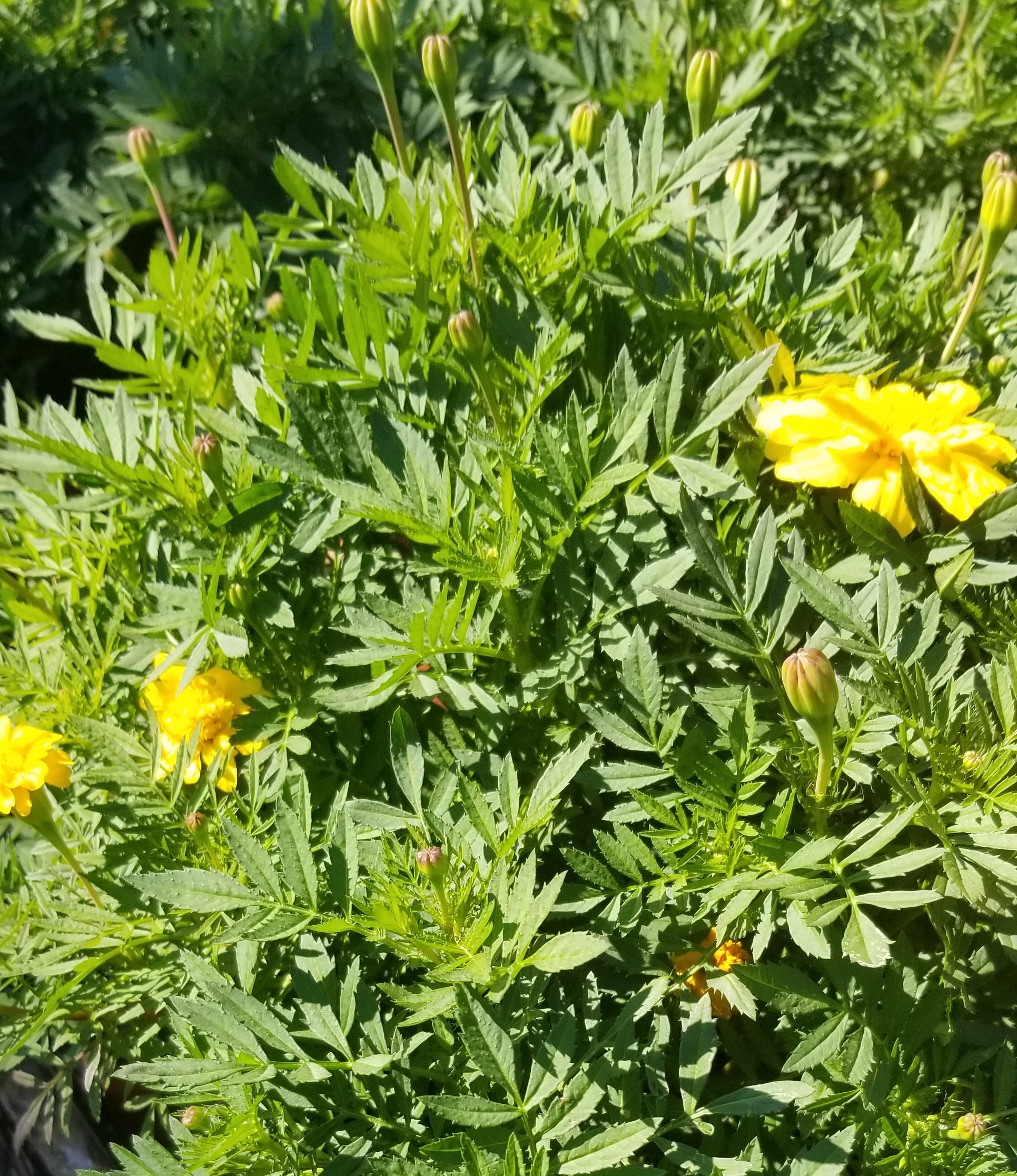 The Monarch Butterflies say, to the Garden Center for Your