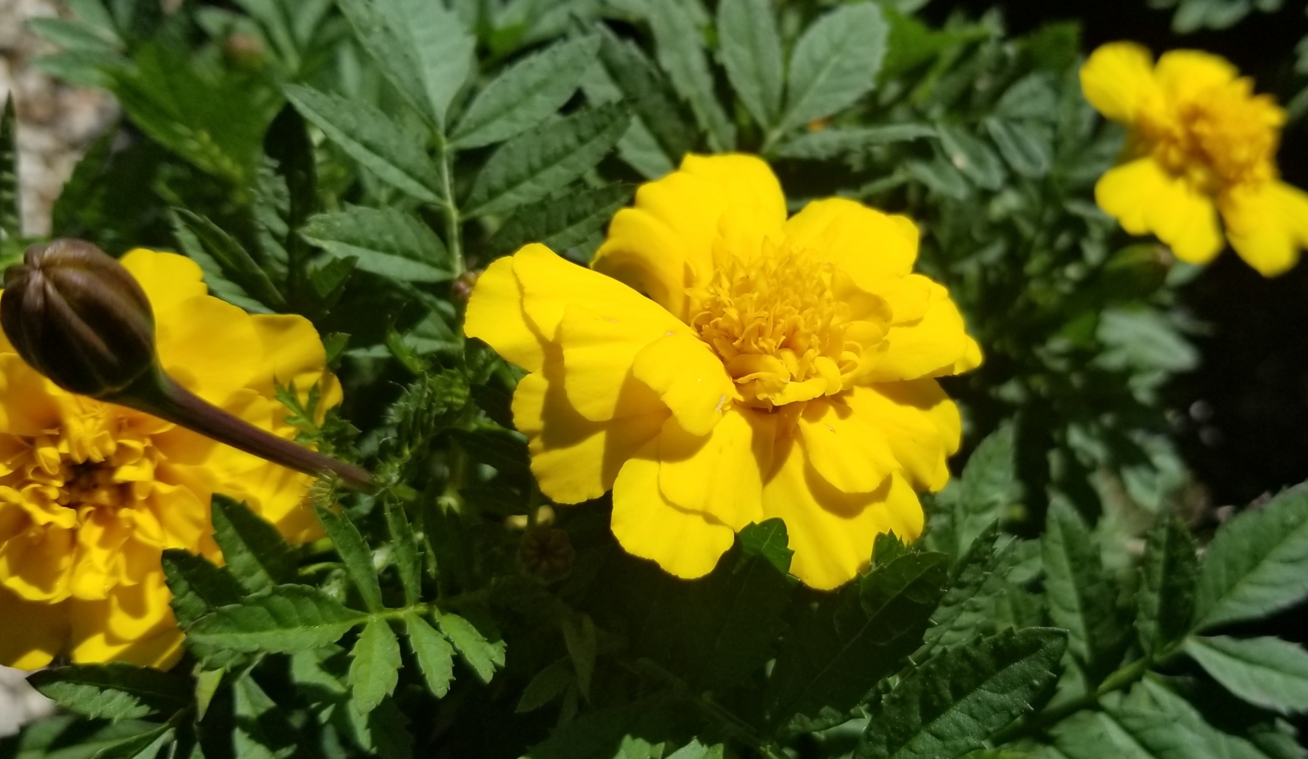 The Monarch Butterflies say, to the Garden Center for Your