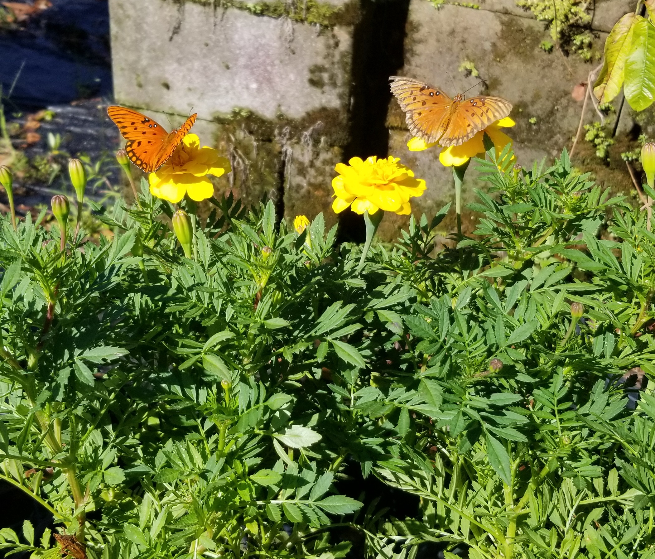 The Monarch Butterflies say, to the Garden Center for Your