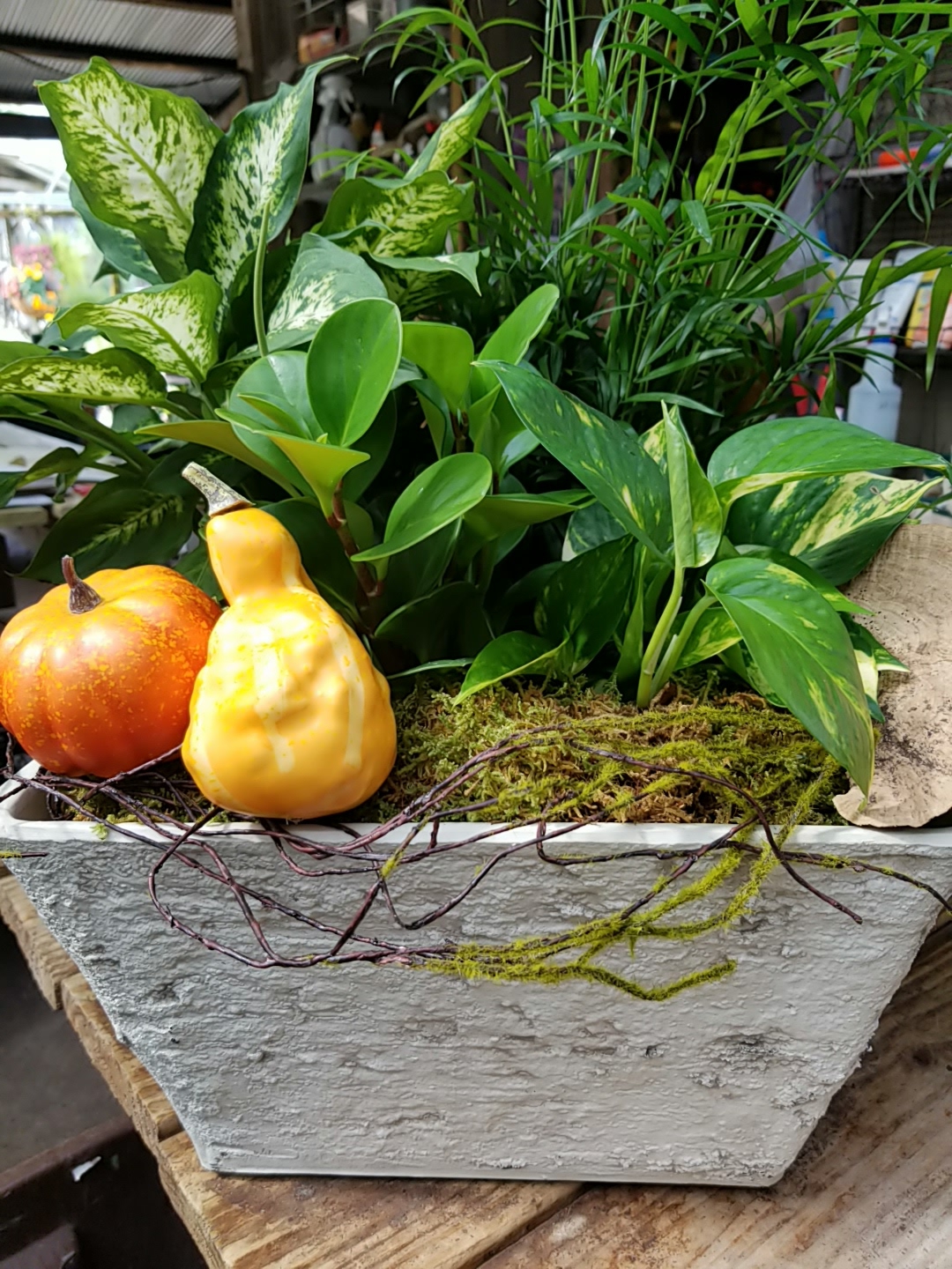 Decorating with Green Plants. Zimlich's Patio & Garden