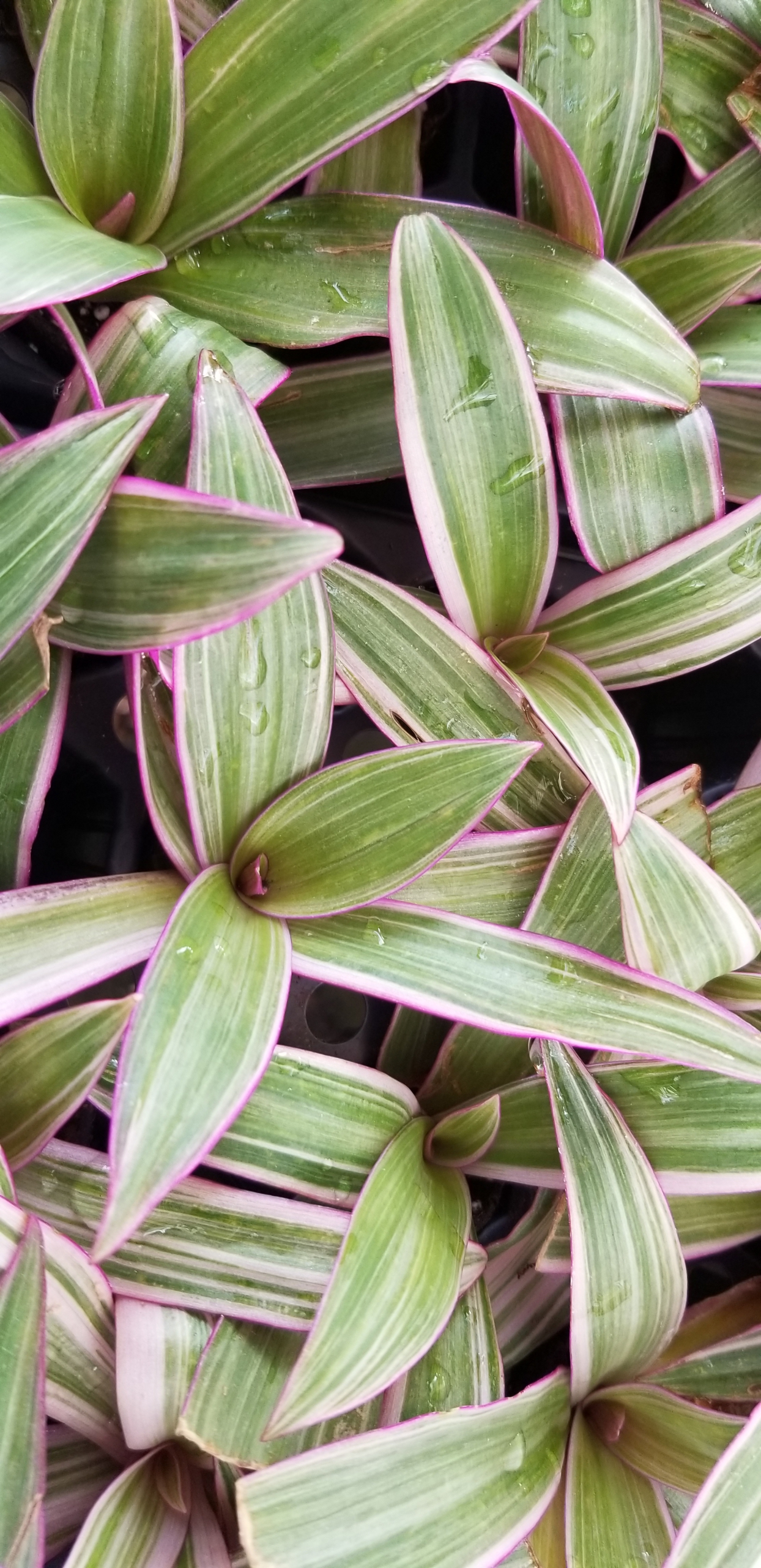 New Angel Plants Perfect to Help Your Indoor Garden Zimlich's Patio
