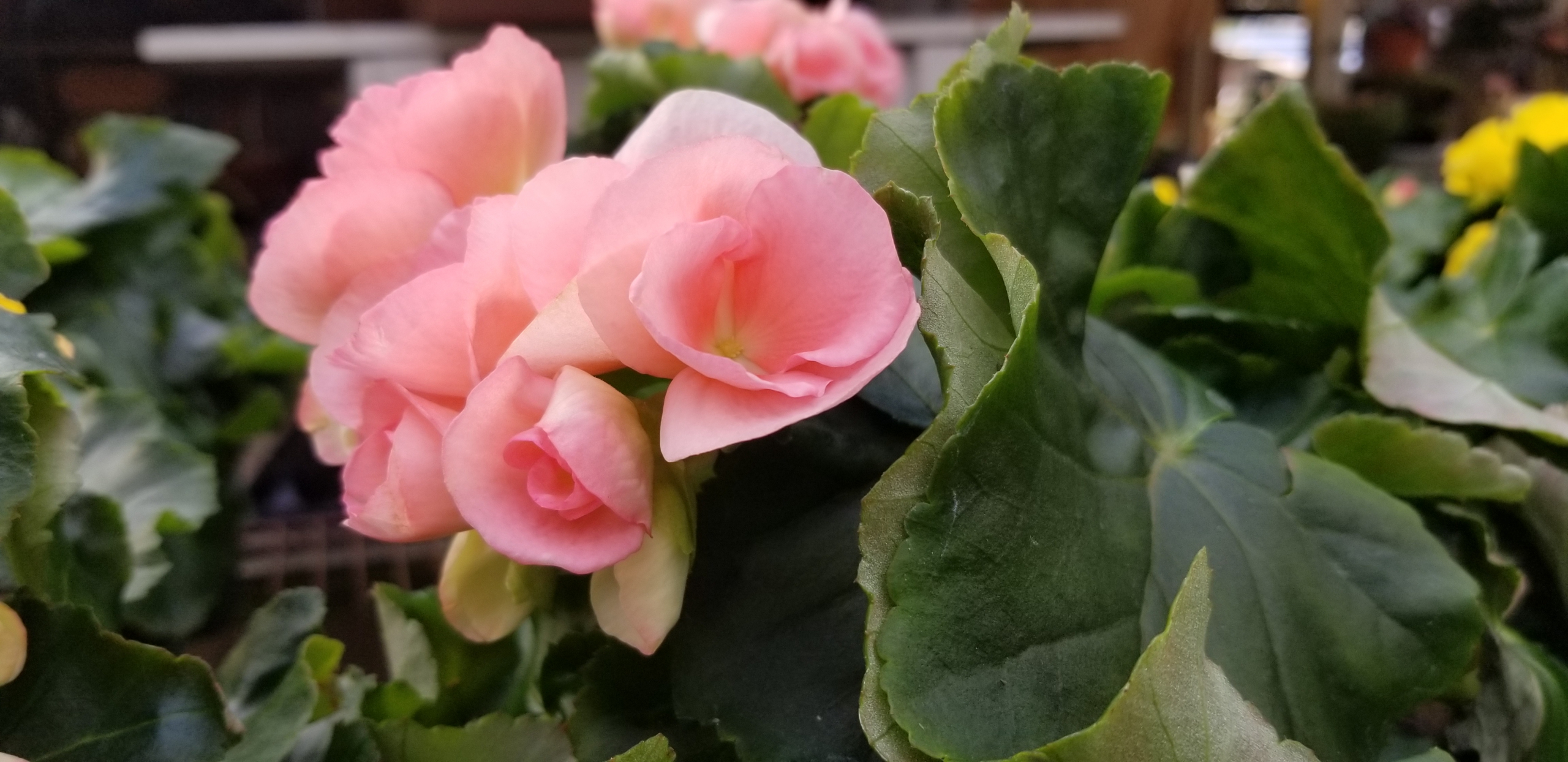 Brighten Up The Indoors with Begonias Zimlich's Patio & Garden