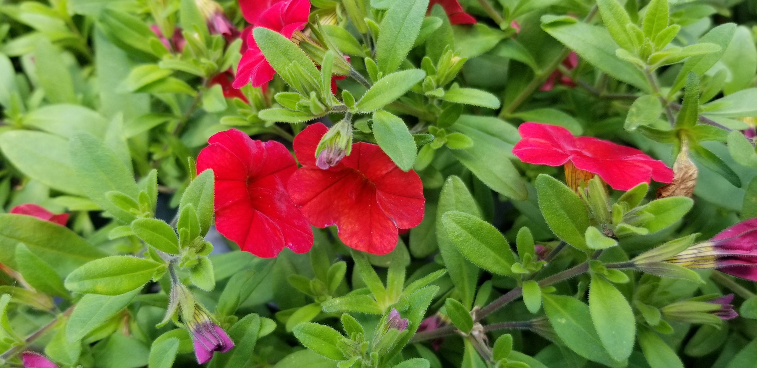 Great Ground Cover Zimlich's Patio & Garden
