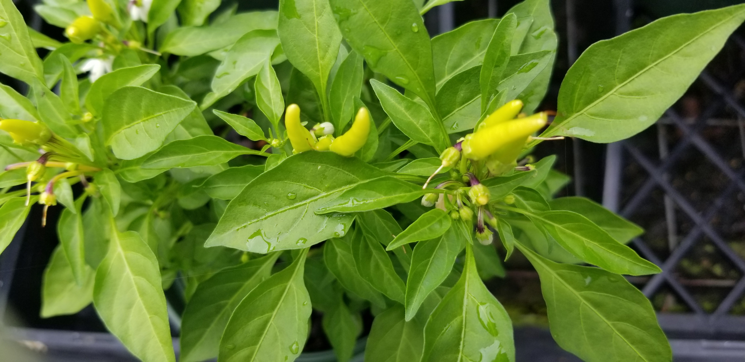 Pepper Plants are the Start of Fall Zimlich's Patio & Garden