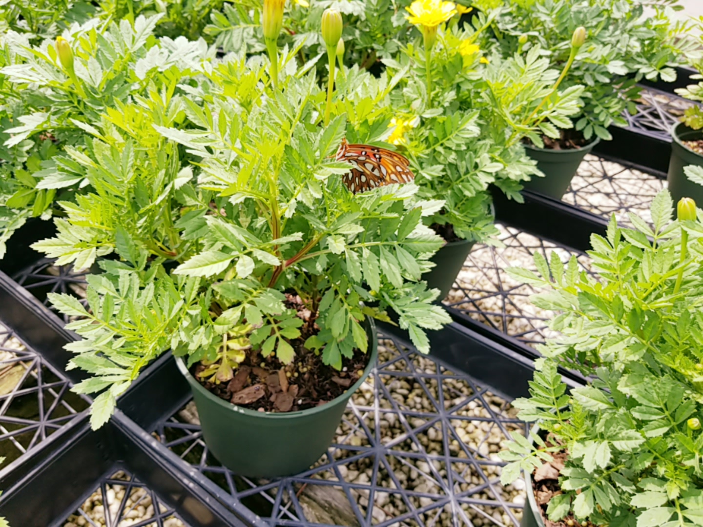 The Marigolds Look Fabulous, Just Ask The Monarch Butterflies!!! Zimlich's Patio & Garden