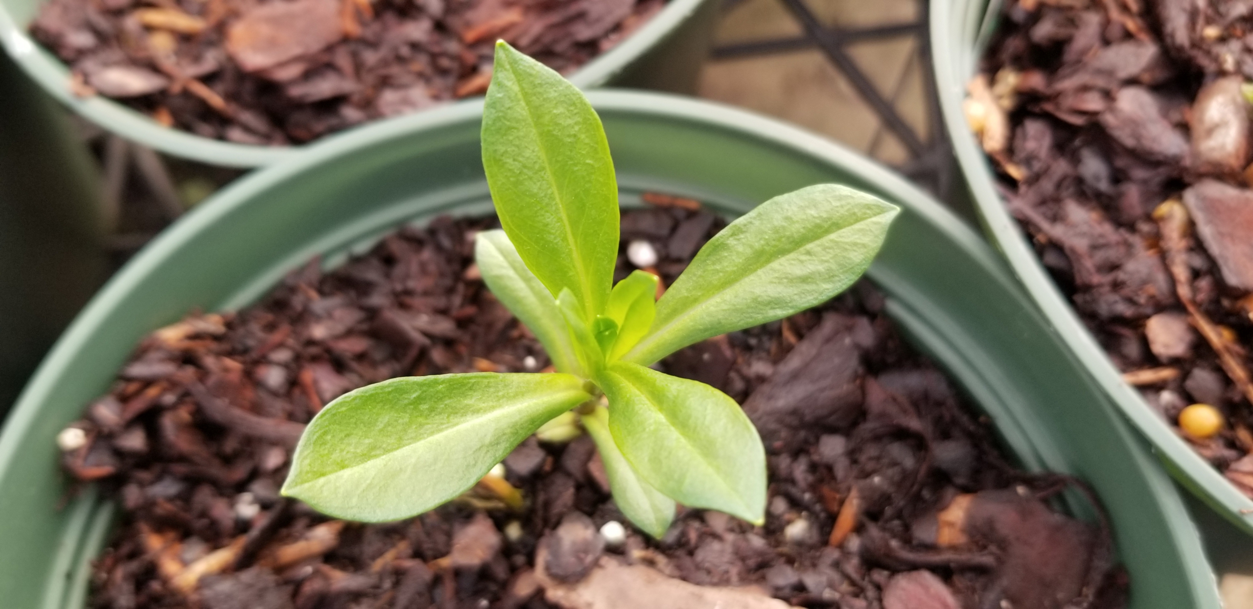 We are Always Busy at Your Garden Center Zimlich's Patio & Garden