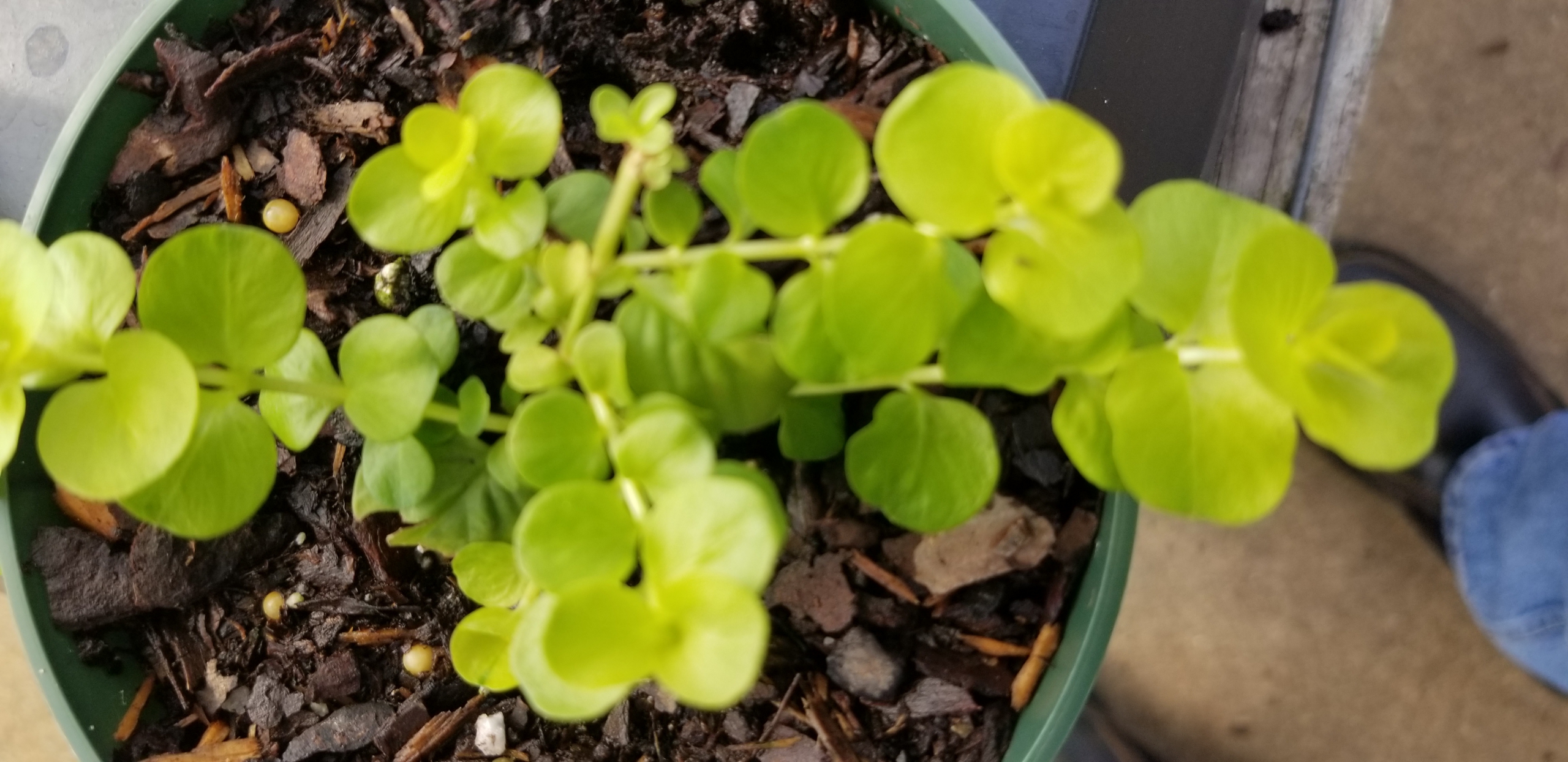 We are Always Busy at Your Garden Center Zimlich's Patio & Garden