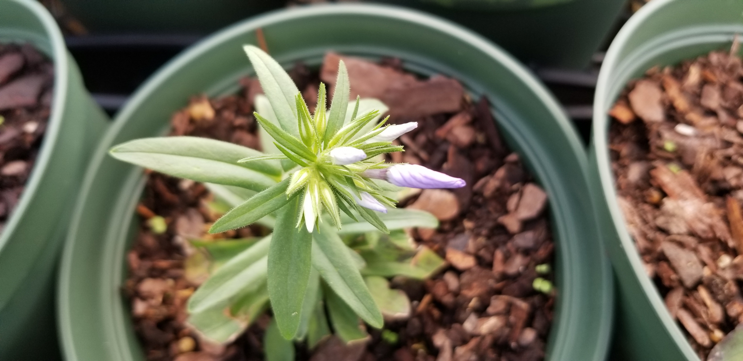 We are Always Busy at Your Garden Center Zimlich's Patio & Garden