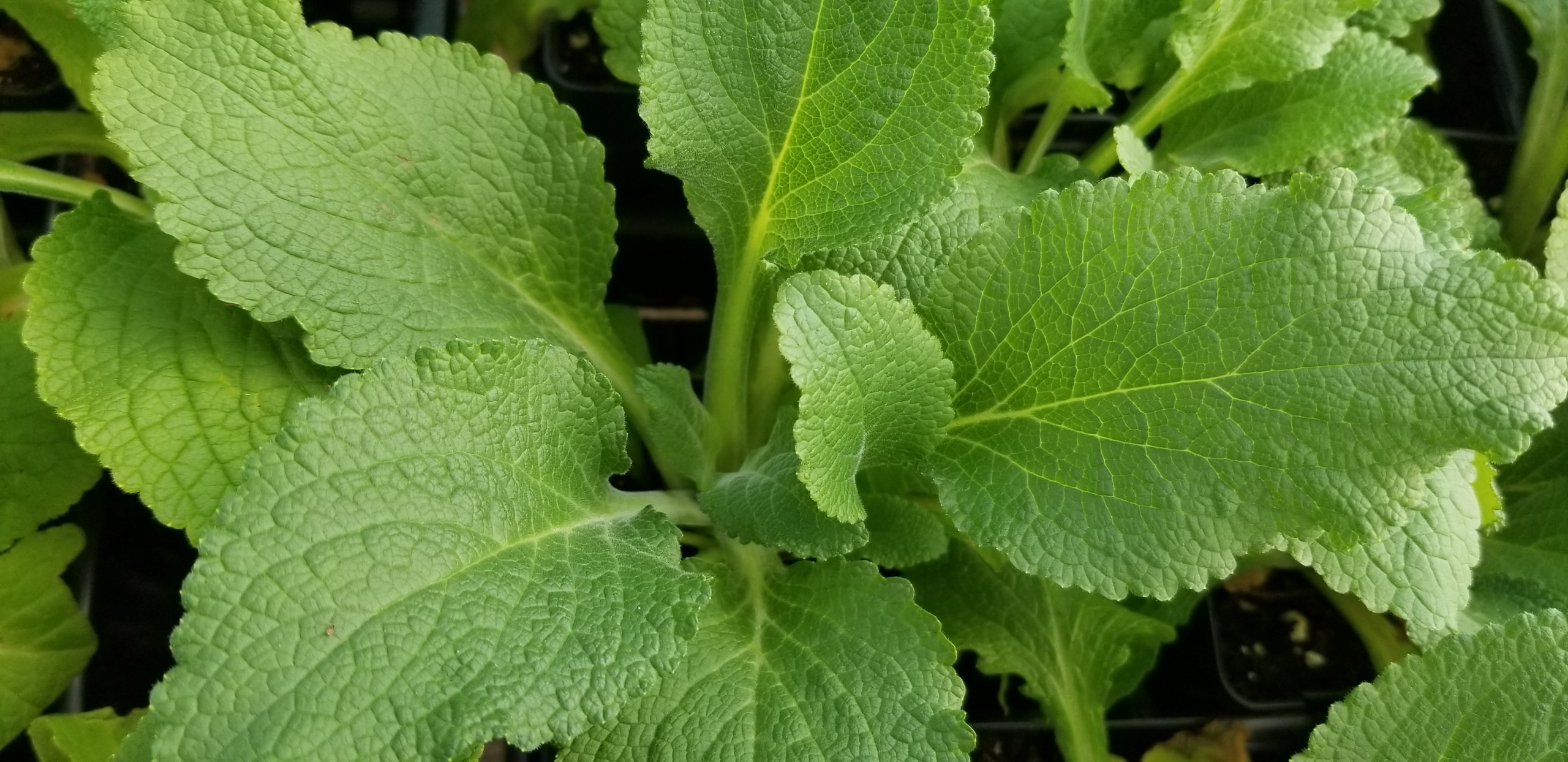 We are Always Busy at Your Garden Center Zimlich's Patio & Garden