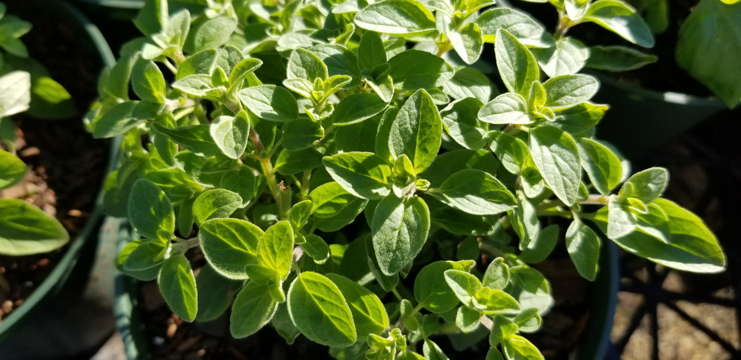 Fresh Herbs and Vegetables for Your Garden. Zimlich's Patio & Garden