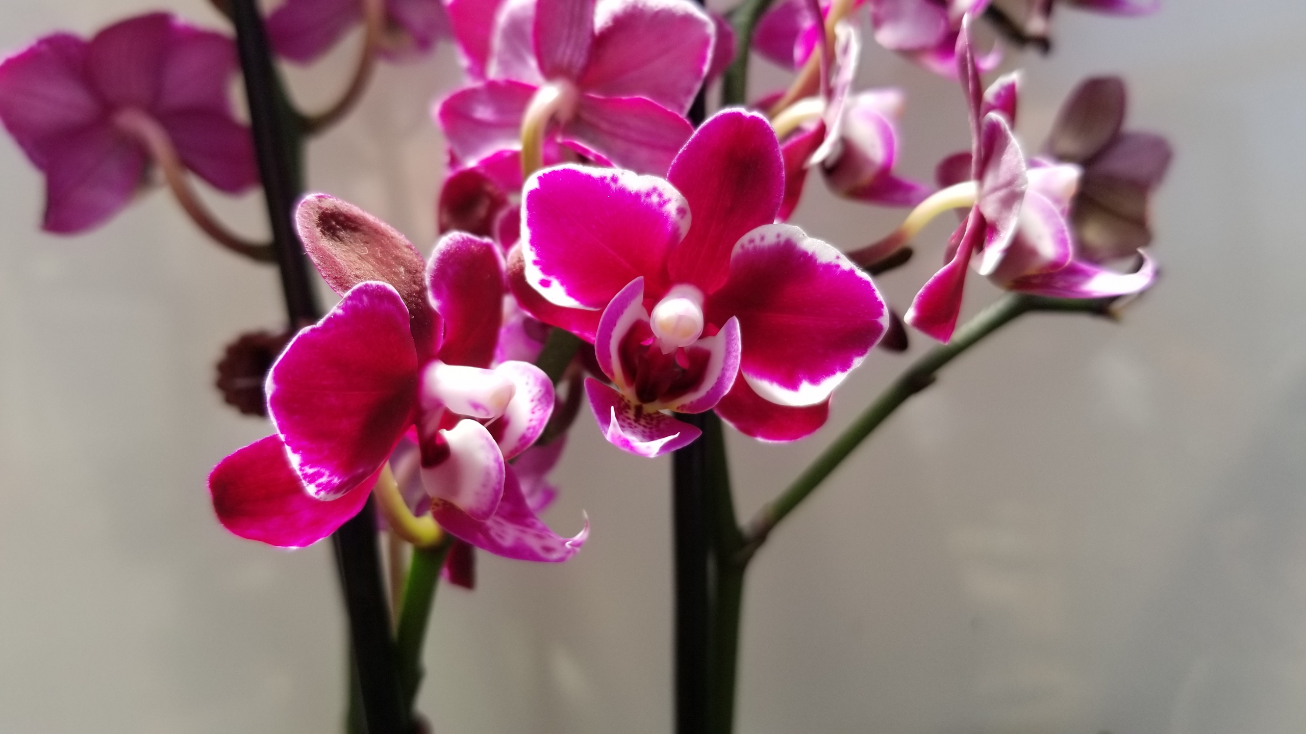 Orchids are arriving every 1012 Days. Zimlich's Patio & Garden