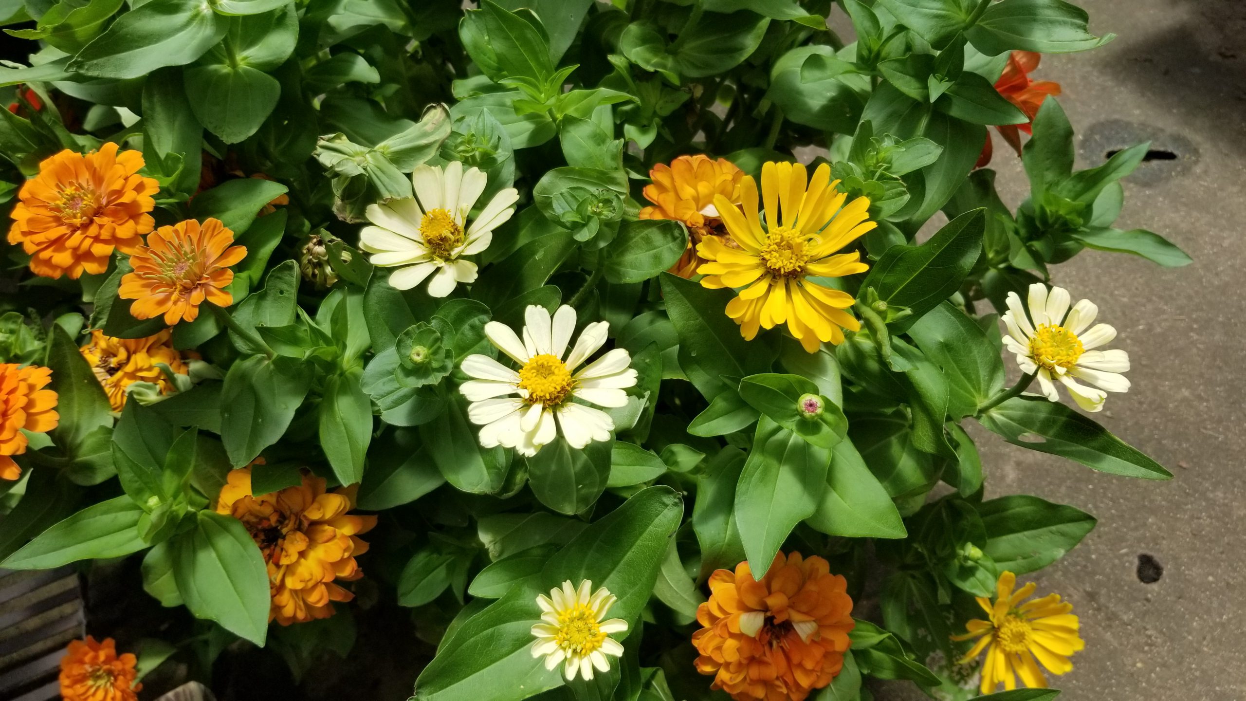 Beautiful Arrangements for Your Patio Starting 21.99 Zimlich's