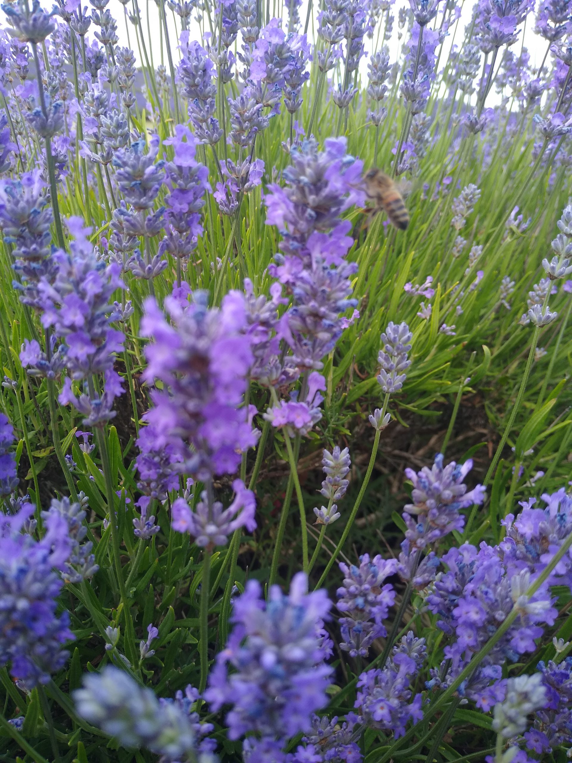 Irish Courtyards Flowers and Gardens Zimlich's Patio & Garden
