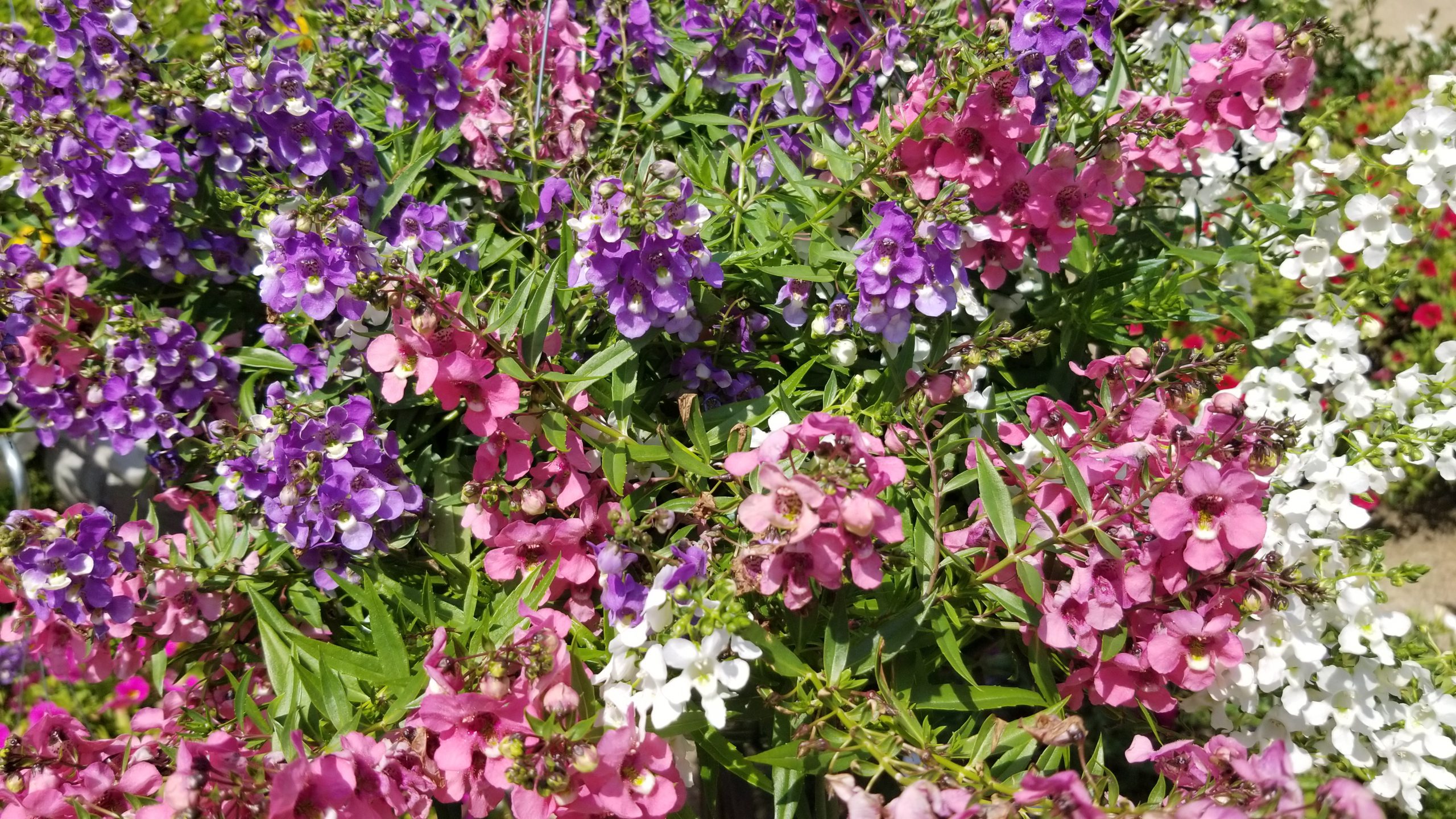 Garden Extravaganza Starts Today. Zimlich's Patio & Garden