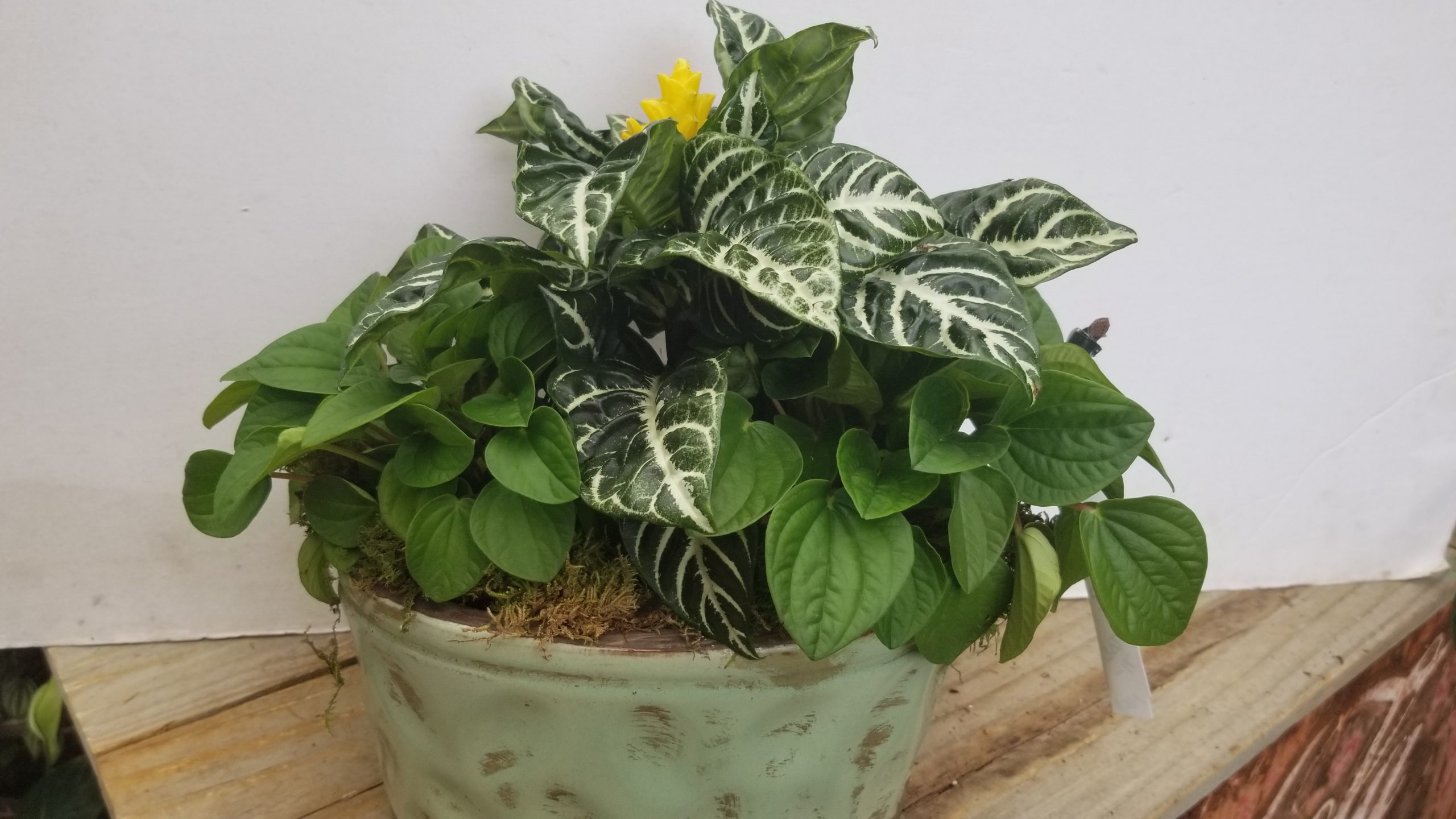 What’s New at Your Garden Center. Zimlich's Patio & Garden