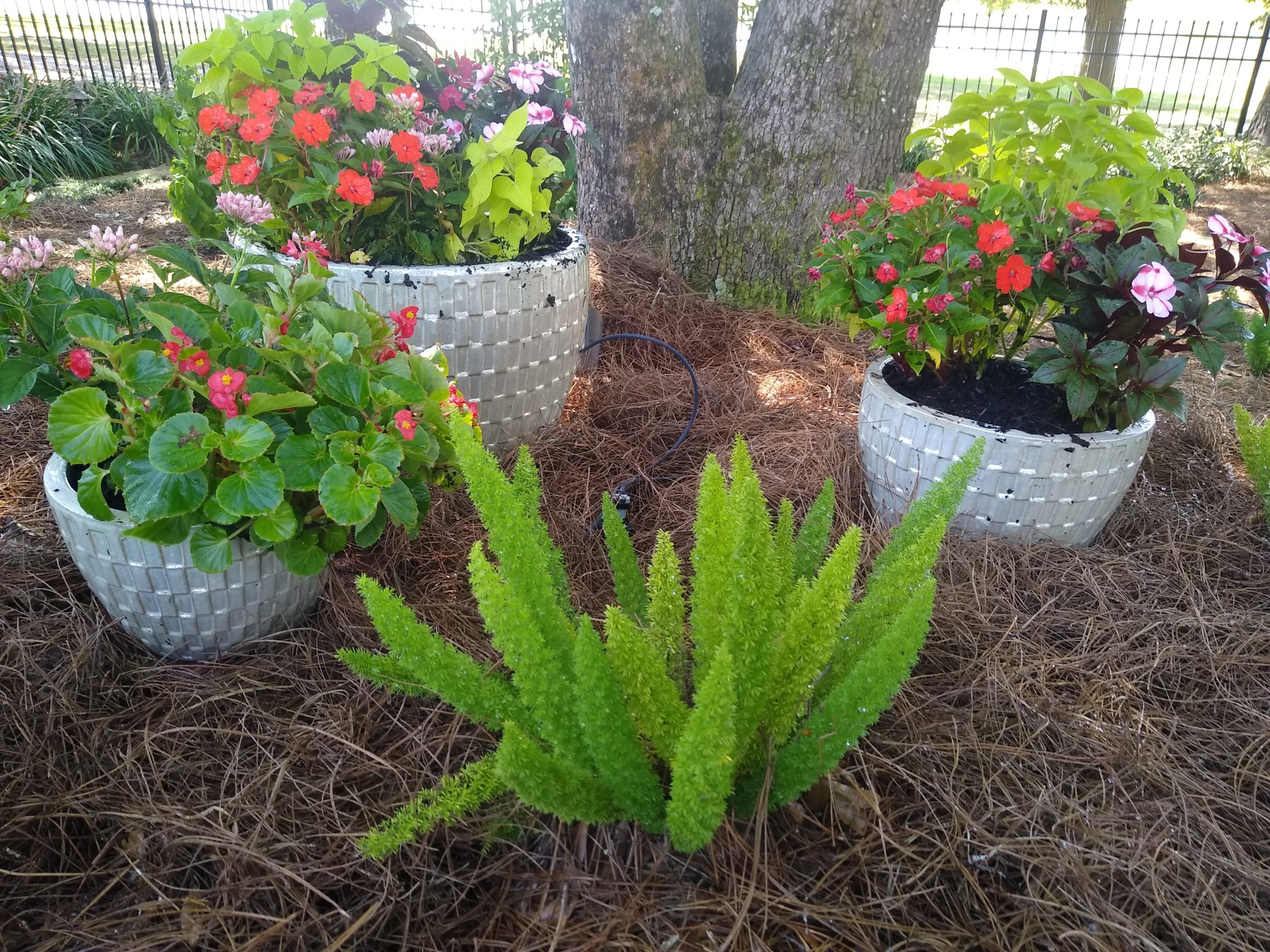 Color Up Some Magic This Fall Zimlich's Patio & Garden