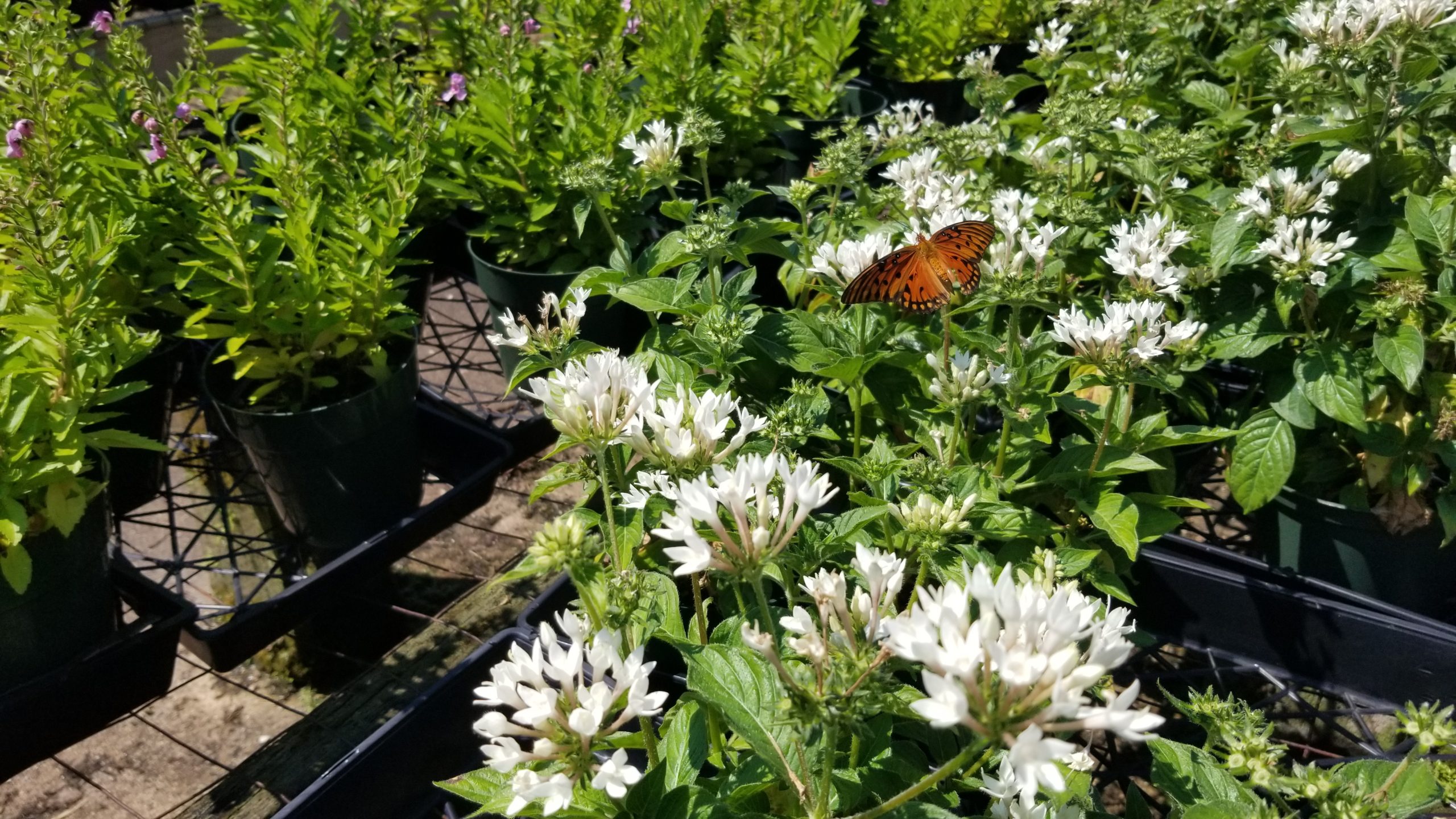 Butterflies Say “Plant more Marigolds.” Zimlich's Patio & Garden