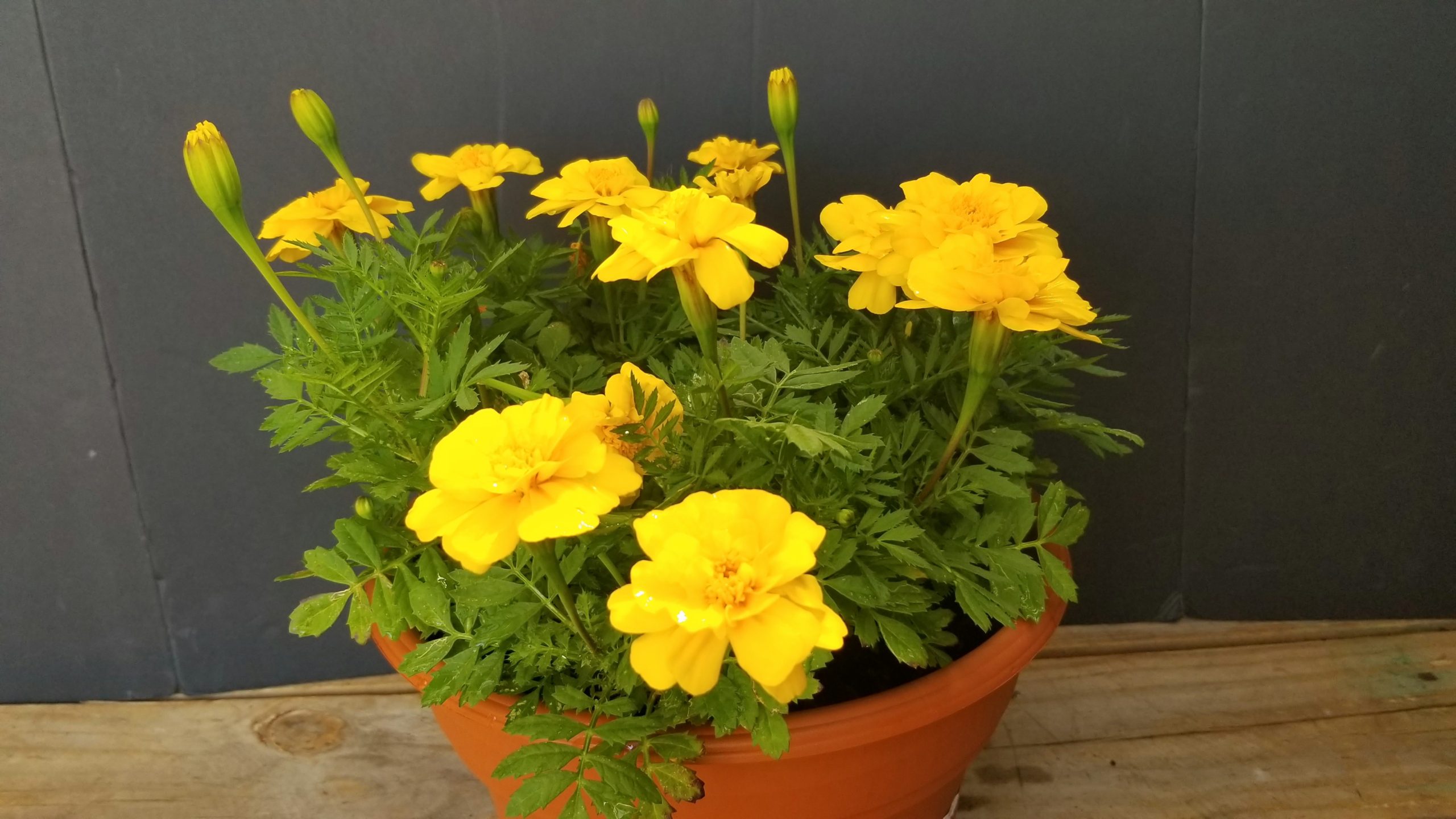 Marigolds and Big Bucks Zimlich's Patio & Garden