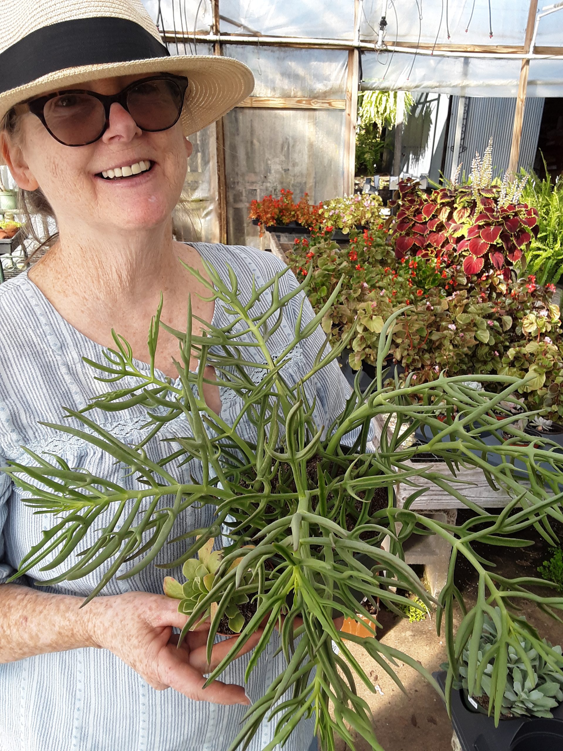 More Indoor Plants Succulents and Cactus Zimlich's Patio & Garden