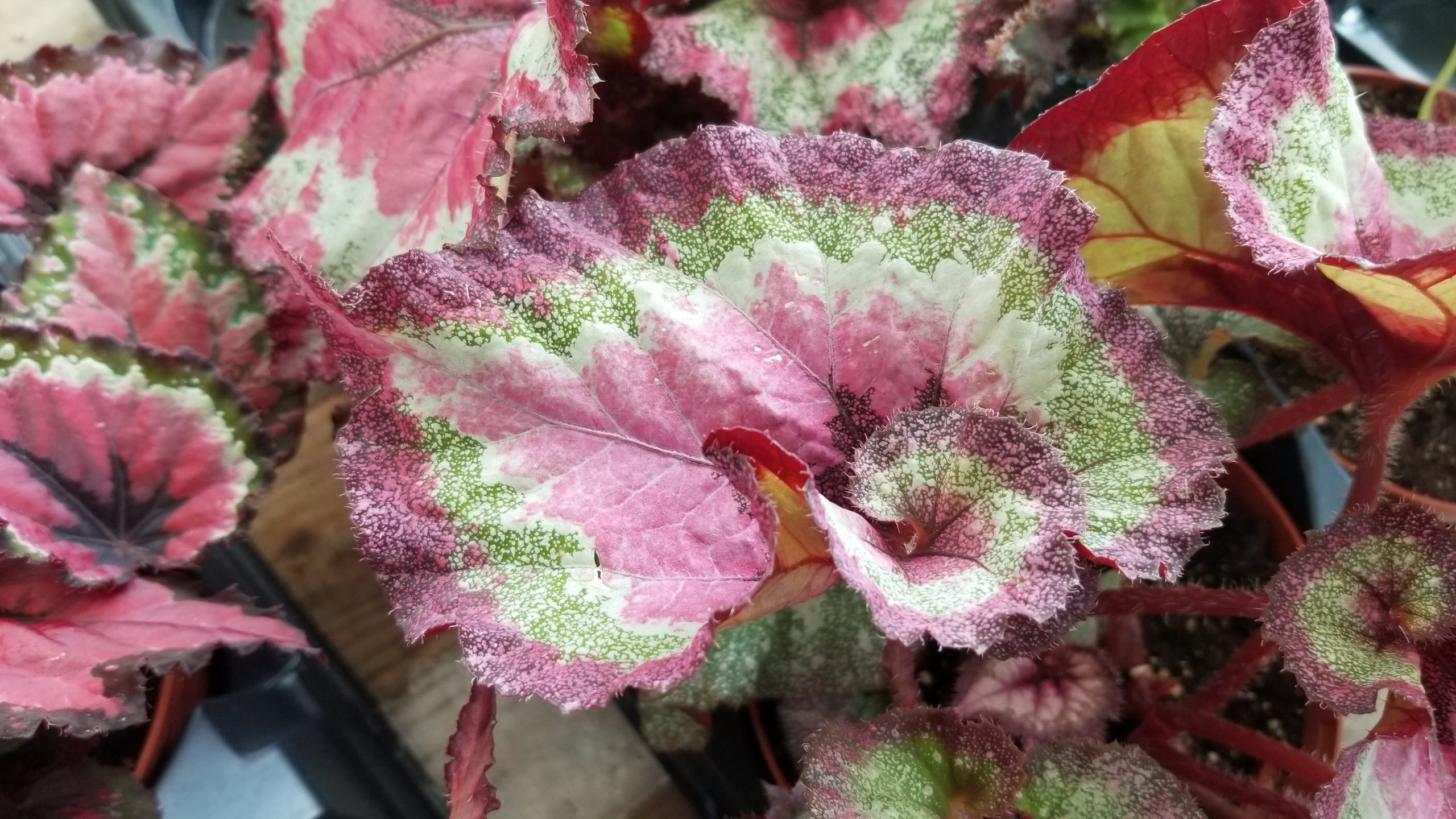 New Exotic Rex Begonias Are Available at Your Garden Center. Zimlich's Patio & Garden