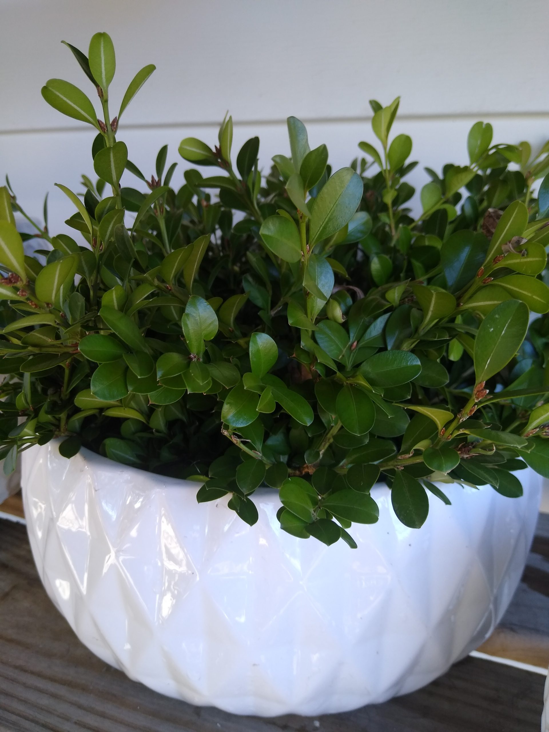 Just Arrived, Topiary Evergreens. Zimlich's Patio & Garden